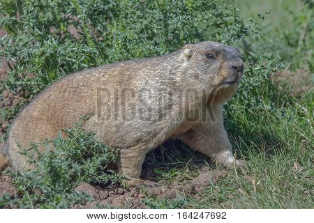 Graceful Steppe Marmot