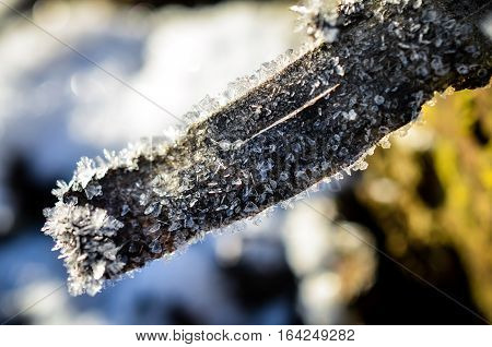 branch grown with ice crystals in winter sunlight