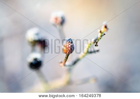 branch grown with ice crystals in winter sunlight