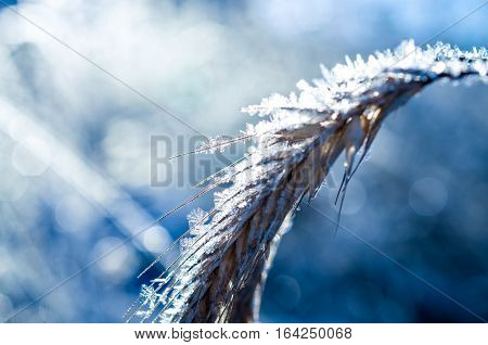 frozen wheat grown with ice crystals in wintersun