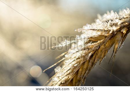 frozen wheat grown with ice crystals in wintersun