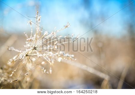 frozen plants grown with ice crystals in winter sunlight