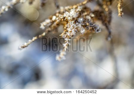 frozen plants grown with ice crystals in winter sunlight