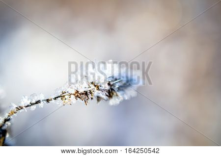 frozen plants grown with ice crystals in winter sunlight