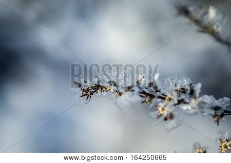 frozen plants grown with ice crystals in winter sunlight