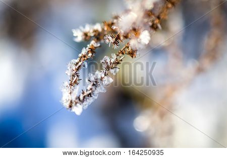 frozen plants grown with ice crystals in winter sunlight
