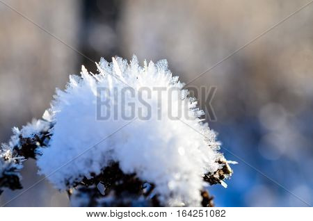 frozen plants grown with ice crystals in winter sunlight