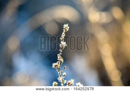 frozen plants grown with ice crystals in winter sunlight