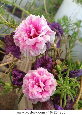 Call pink flower: ten of the day
