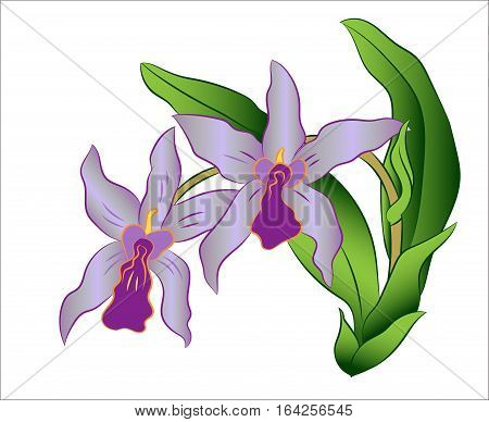 Vector Illustration of orchid flower branch with green leaves on white background