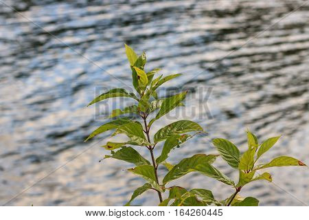 Green branch in the sun with a blurred lake background.