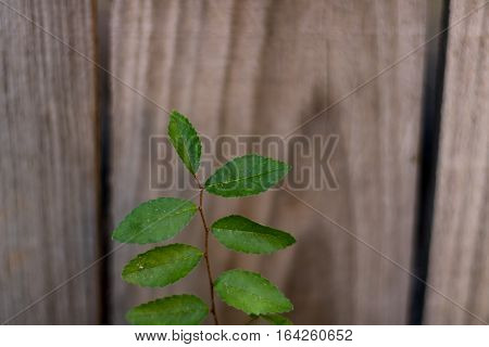 Closeup of a baby plant growing against a fence with a blurred background