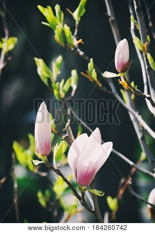 Flowers and buds of undersized magnolia. Toned photo