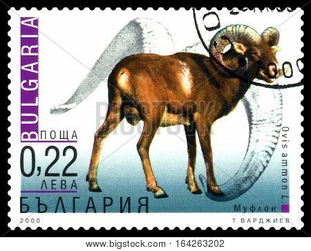 STAVROPOL RUSSIA - January 02 2017 : A Stamp sheet printed in Bulgaria shows Ovis ammon (mouflon) circa 2000