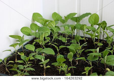 Early seedlings of eggplant grown from seed at home. The seeds of eggplant are planted in boxes.