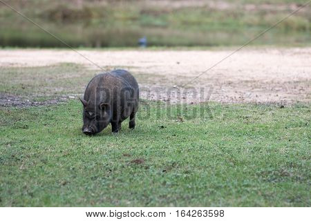 Black pig grazing in the grass on farm.