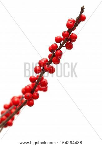 Ilex Verticillata Or Winterberry