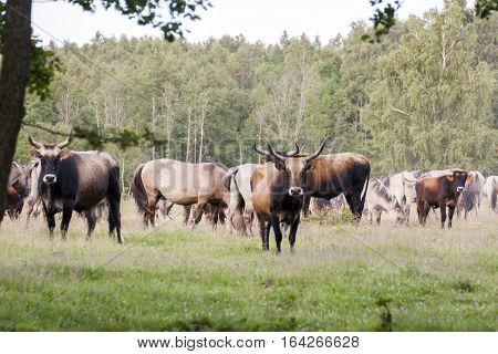 Pape Nature Park in summer, Latvia, Kurzeme