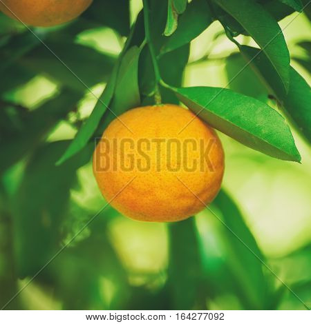 Tangerine sunny garden with green leaves and ripe single fruit. Mandarin orchard with ripening citrus fruit. Natural outdoor food background