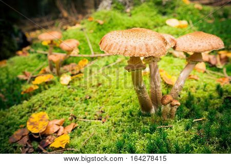 Closeup shot of mushrooms growing on the forest floor