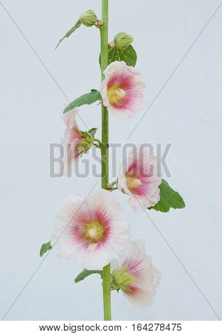 Symbolic ukrainian flower Malva. Traditional symbol of love to neighborhood