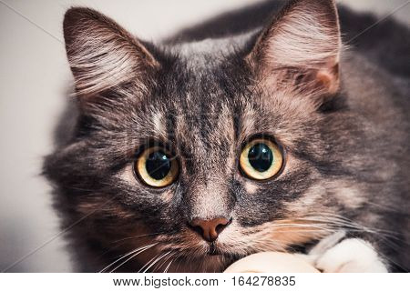 Cat sitting at home on the bed and looking at the camera