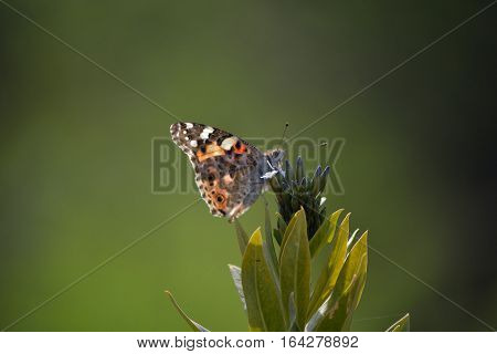 the painted lady butterfly and the beautiful background