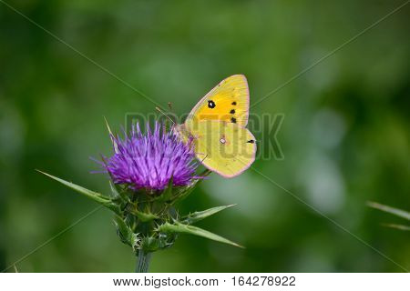 the clouded yellow butterfly and the purple wild flower
