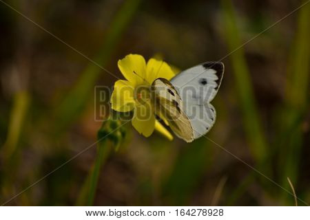 the tiny cabbage butterfly and the wildflower