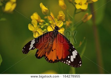 queen butterfly is hanging on mustard flower
