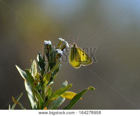 clouded yellow butterfly having sun light from behind the subject.