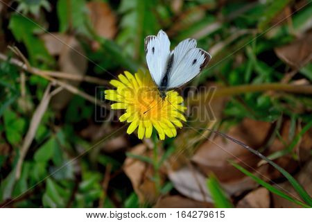the tiny cabbage butterfly with interesting background