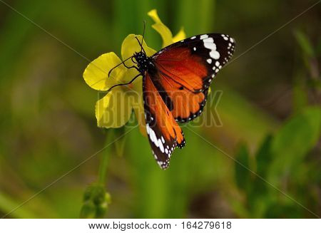 queen butterfly is feeding herself from yellow flower