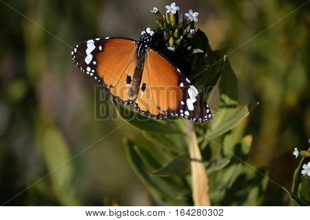 queen butterfly release wings to get warmness from sun light