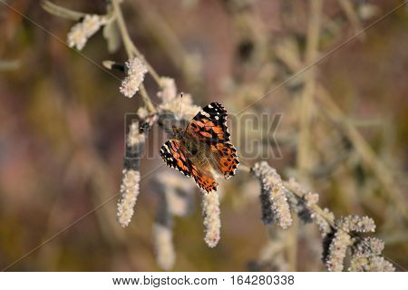 the painted lady butterfly is resting on wild plant.