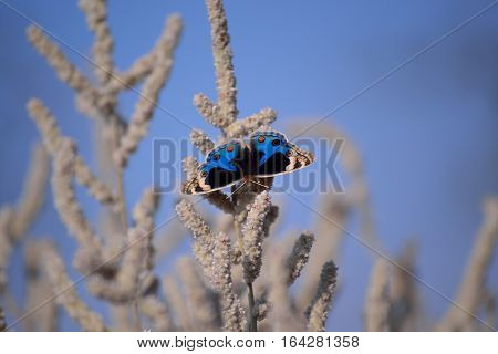 the blue pansy butterfly and the blue sky