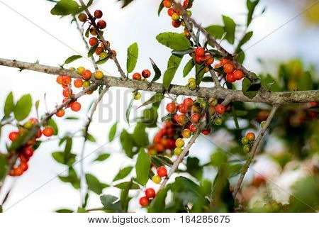 Yaupon Holly branch with bright sky background.