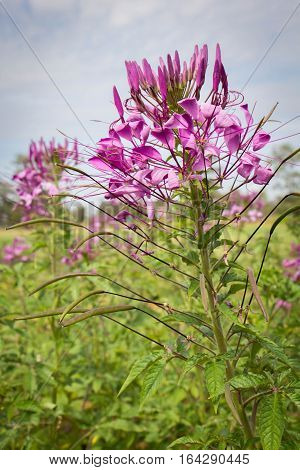 beautiful colorful western tare in the garden