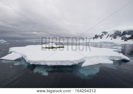 Crabeater seals on the iceberg in Antarctica
