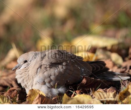 Euraasian Turkinkyyhky tunnetaan myös nimellä turtledove (Streptopelia decaocto)