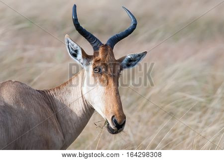 kongoni portrait cows antelope on the African savannah Kenya