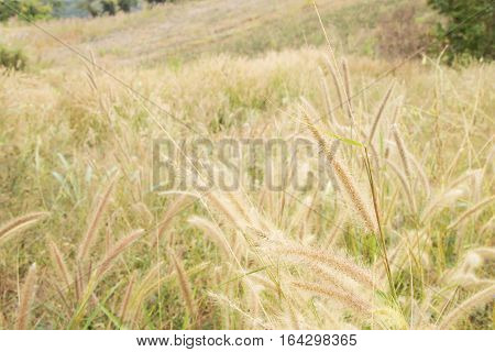 Meadow View, Landscape View of Grass Flowers