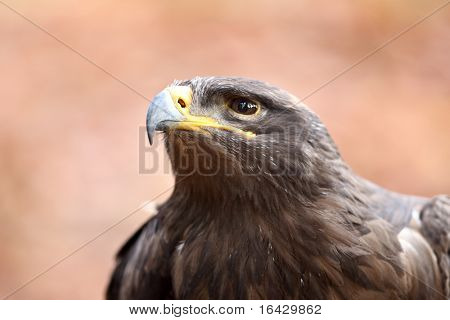 Steppe eagle - close-up portret van deze majestueuze bird of prey