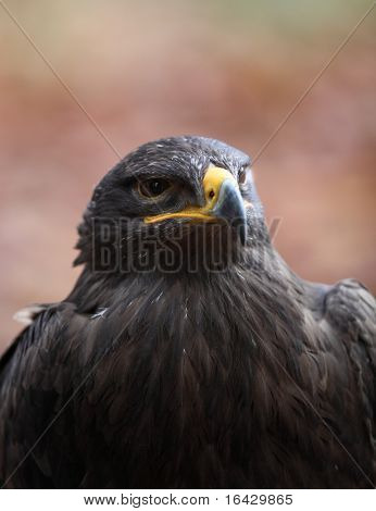 Steppe eagle - close-up portret van deze majestueuze bird of prey