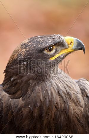 Steppe eagle - close-up portret van deze majestueuze bird of prey