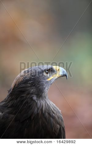 Steppe eagle - close-up portret van deze majestueuze bird of prey