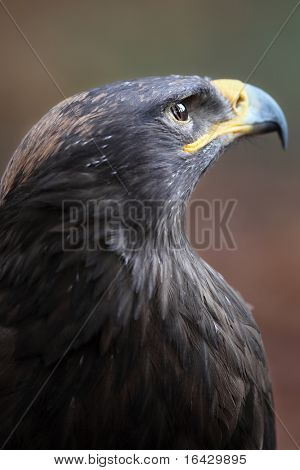 Steppe eagle - close-up portret van deze majestueuze bird of prey