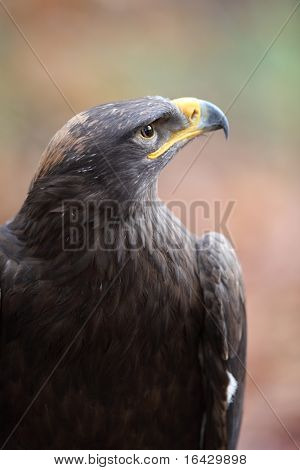 Steppe eagle - close-up portret van deze majestueuze bird of prey