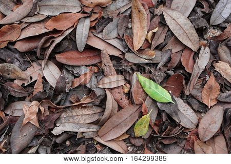 Red and  Brown Autumn Leaves Background in garden