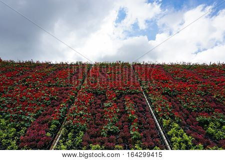 red and green flowers on sky background.